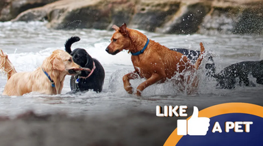 Cães divertem-se na água com Like a Pet em destaque