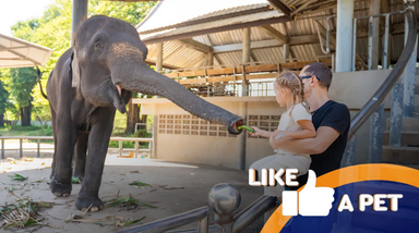 Uma menina e um homem alimentam um elefante, como se fosse um animal de estimação