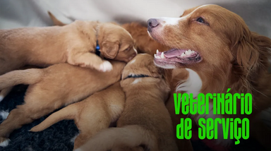 Veterinário de serviço explica cuidados durante a gravidez de cadelas e gatas