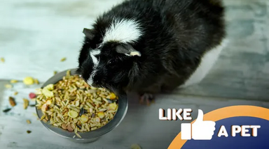 Hamster saboreia refeição