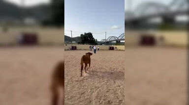 Paulo Núncio colhido por bezerro em evento realizado pelo CDS