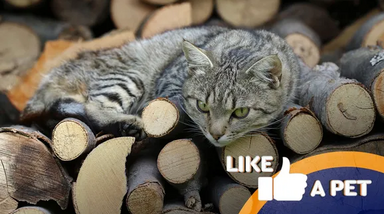 Gatos: animais de estimação que se escondem em qualquer lugar