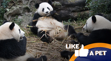Pandas fofos e comilões mostram aptidão para quedas