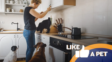 Cozinhar é uma arte para estes pets artistas