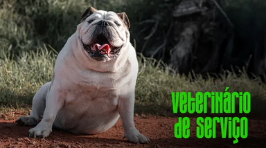 Veterinário de serviço alerta para riscos de obesidade nos animais