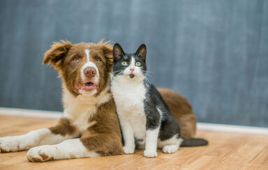 Amigos ou rivais? Temos 5 dicas para socializar cães e gatos de forma positiva e sem dramas