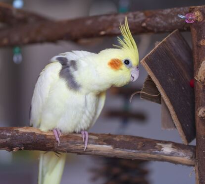 Estão entre os pets mais populares em Portugal e no mundo: descubra o que faz das catarruas um animal tão adorável