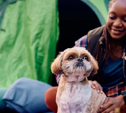 Adora acampar com o seu amigo de quatro patas? Há sete cuidados que não pode mesmo descurar