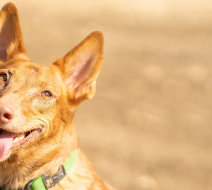 Será que conhece todas as raças de cães que são portuguesas? Leia este artigo, pode ficar surpreendido 