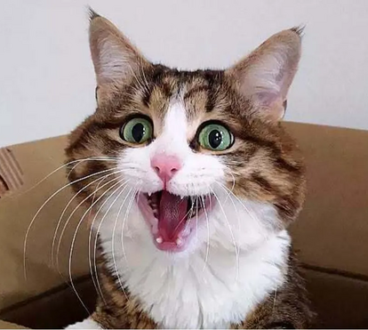 Já ouviu falar no Rexie, o gato mais expressivo do mundo? É um verdadeiro fenómeno da internet!