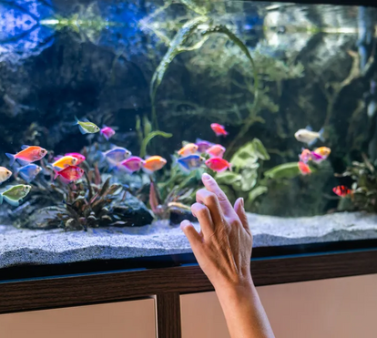 Estas dicas são infalíveis para que consiga mantero aquário saudável para os seus peixinhos