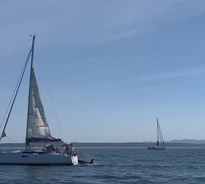 Orcas afundam barco ao largo de Cascais. Segunda embarcação à deriva na Fonte da Telha