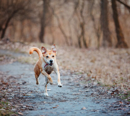 Projeto 'Vet na Rua' está de volta a Lisboa e ajuda família desfavorecidas com serviços veterinários