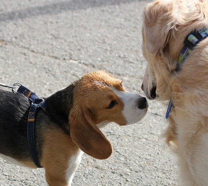 Já reparou que os cães se cumprimentam com o olfacto? Há um motivo para isso