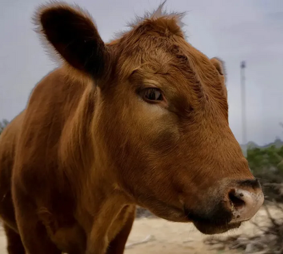 Apresentamos-lhe a Winnie, a vaca que se tornou um sucesso na internet