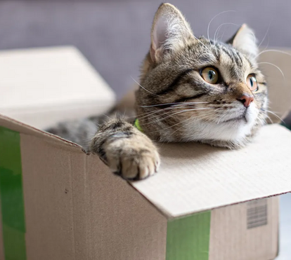 O seu gato é obcecado por caixas? É normal... e há várias explicações para este comportamento