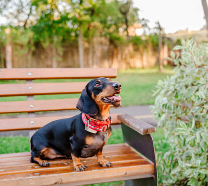 Se tem um Dachshund saiba que a Lisbon Sausage Walk está a chegar: contamos todos os pormenores