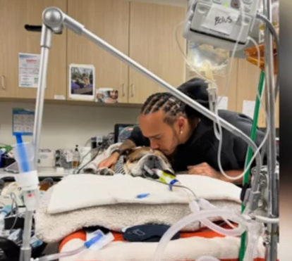 Coração apertado: Lewis Hamilton cancela tudo para estar ao lado do cão, em coma 