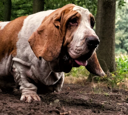 Dachshunds, Bassets e Corgis são as raças que mais sofrem com dores de costas. Saiba como ajudar o seu patudo