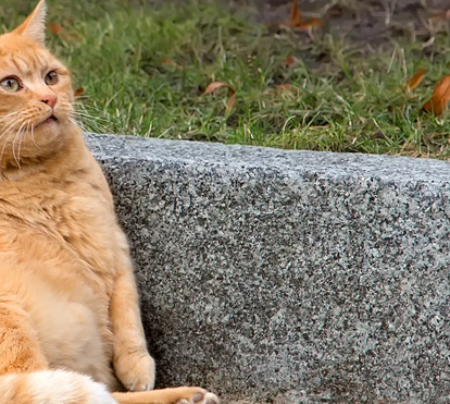 Peso a mais é sinónimo de graves problemas de saúde... até nos seus animais! As seis doenças mais associadas à obesidade em cães e gatos