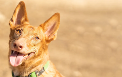 Raças de cães portuguesas, do Continente às Ilhas