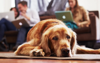 Cão deitado enquanto pessoas trabalham em computadores. Stress afeta imunidade animal