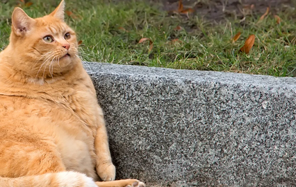Obesidade em animais: peso a mais causa problemas de saúde em cães e gatos