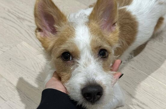 Hank, o cão com mais seguidores do Instagram