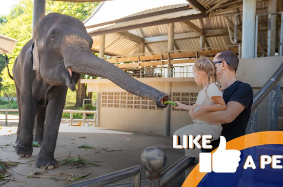 Uma menina e um homem alimentam um elefante, como se fosse um animal de estimação