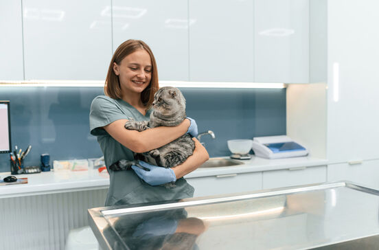 Como pode preparar o seu animal para uma visita ao veterinário sem stress?