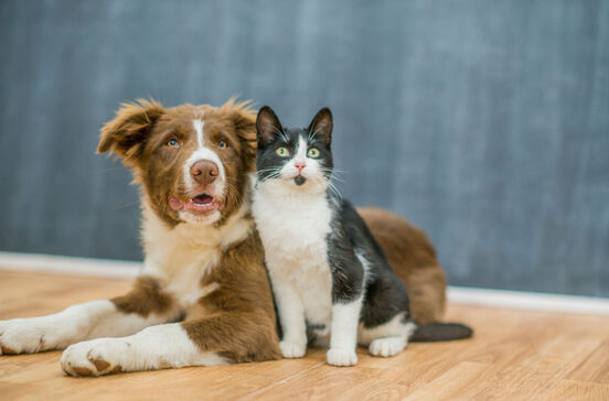 Amigos ou rivais? Temos 5 dicas para socializar cães e gatos de forma positiva e sem dramas