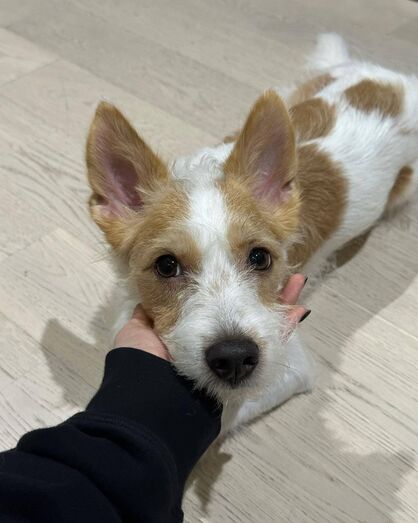 Hank, o cão com mais seguidores do Instagram