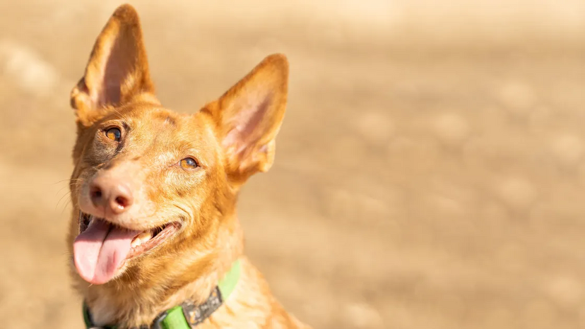 Raças de cães portuguesas, do Continente às Ilhas
