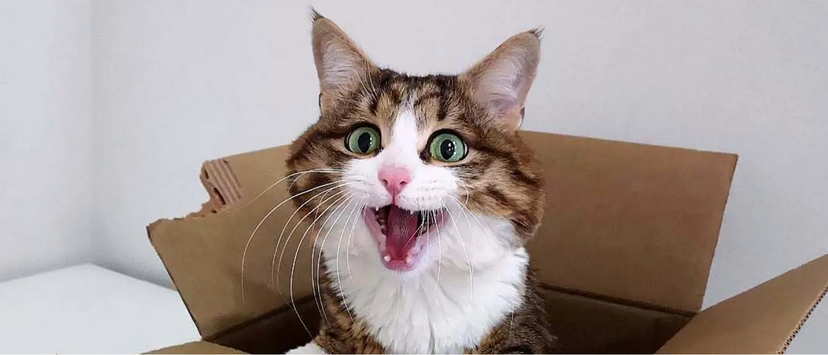 Rexie, o gato expressivo, apelidado de "Gato Emoji" pela tutora, diverte os fãs