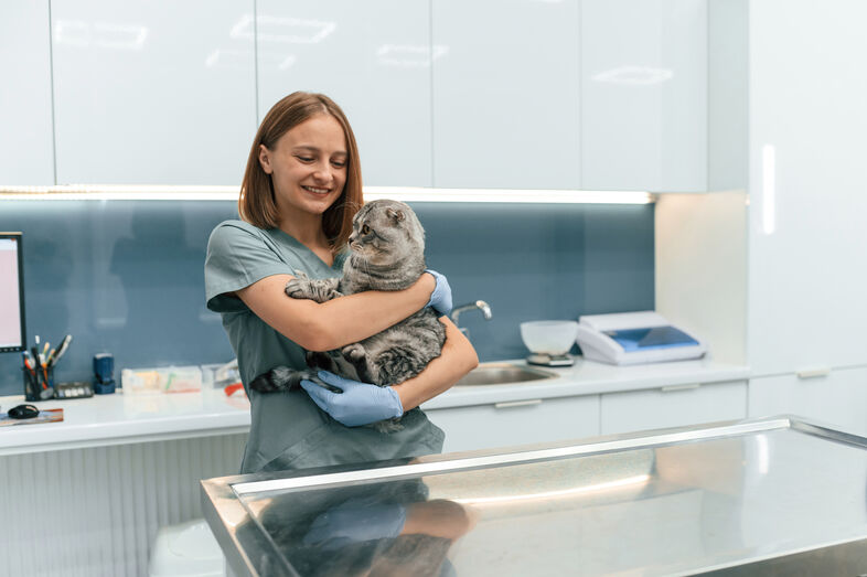 Como pode preparar o seu animal para uma visita ao veterinário sem stress?