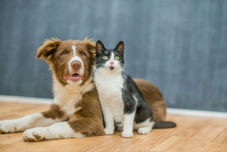 Amigos ou rivais? Temos 5 dicas para socializar cães e gatos de forma positiva e sem dramas