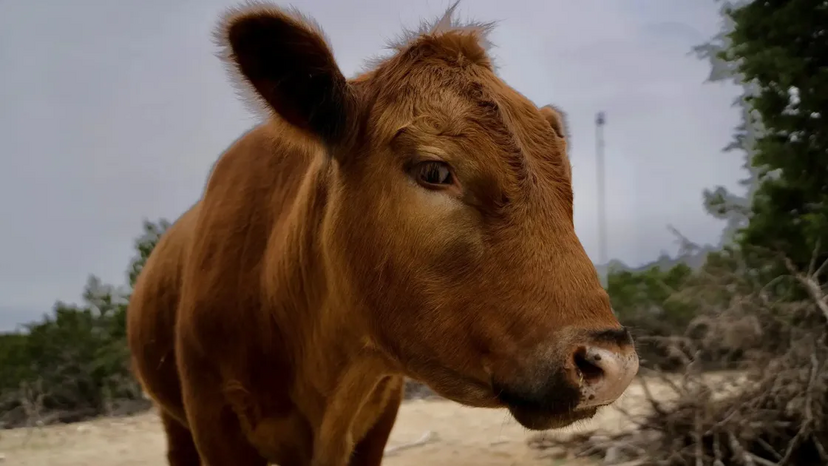 Winnie, vaca do Alveus Sanctuary, em Austin, conquista a internet