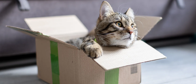 Gatos preferem caixas por segurança e conforto