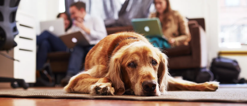 Cão deitado enquanto pessoas trabalham em computadores. Stress afeta imunidade animal