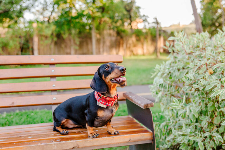 Tem um Dachshund? Então este encontro é para si!