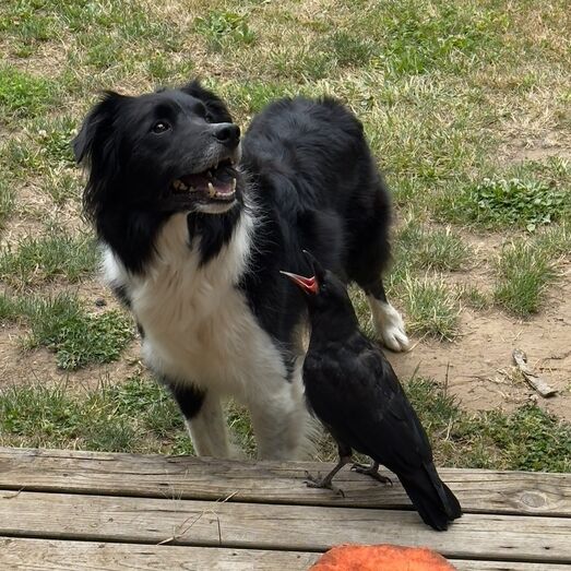 Amizades Improváveis! Conheça a história do cão e do corvo que se tornaram melhores amigos
