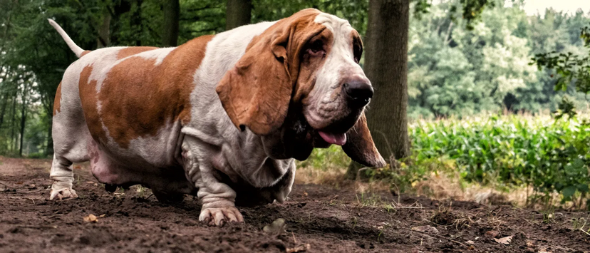 Cães de raça pequena precisam de atenção para evitar dores nas costas