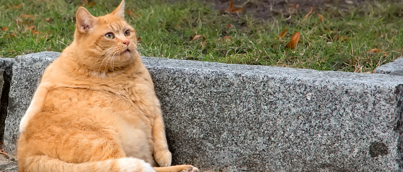 Obesidade em animais: peso a mais causa problemas de saúde em cães e gatos