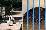 Há porcos bebés para ver na Quinta Pedagógica dos Olivais! Uma visita encantada ao mundo mágico dos animais