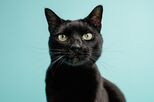 Com os animais não se brinca! Cidade espanhola suspende adoções de gatos pretos no Halloween