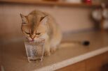 O seu gato não bebe a quantidade de água que devia? Estas dicas vão ajudá-lo a persuadir o seu amiguinho de quatro patas