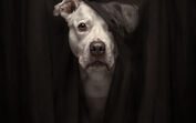 Cão em retrato dramático vence concurso de fotografia de animais de estimação 2025