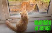 Gato à janela: as diferenças entre os felinos de casa e os que andam na rua