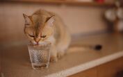 O seu gato não quer beber água? Temos algumas dicas que podem ajudar