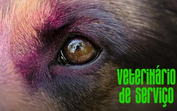 Veterinário de serviço: olhos de animais também precisam de atenção